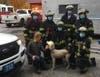 The firefighters who worked diligently to bring the dog down safely.