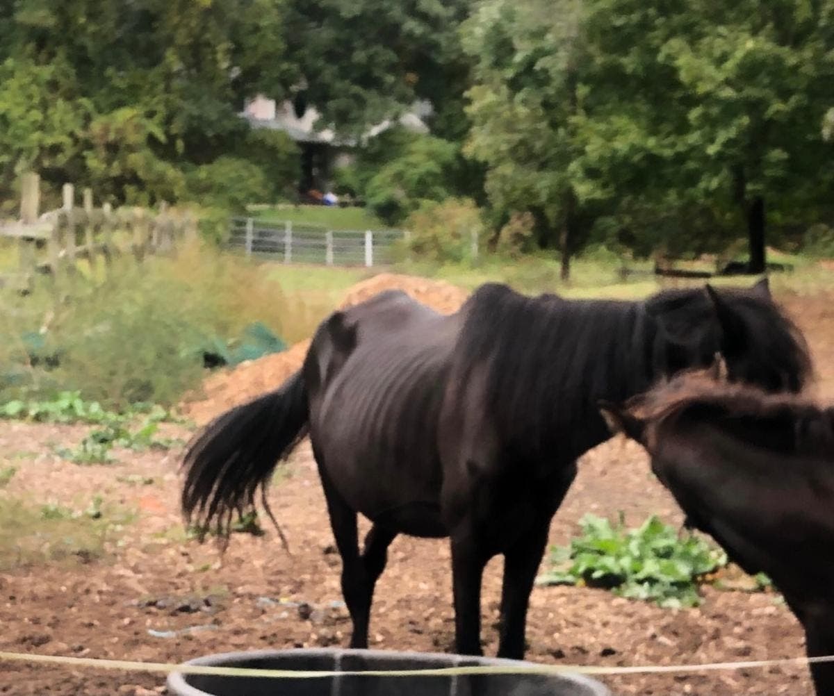 The man was charged with failure to provide nourishment, the SPCA said.