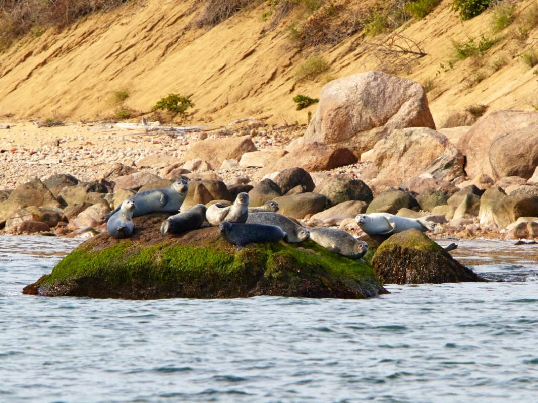 Plum Island has been hailed as an environmental treasure, home to more than 500 plant and animal species,