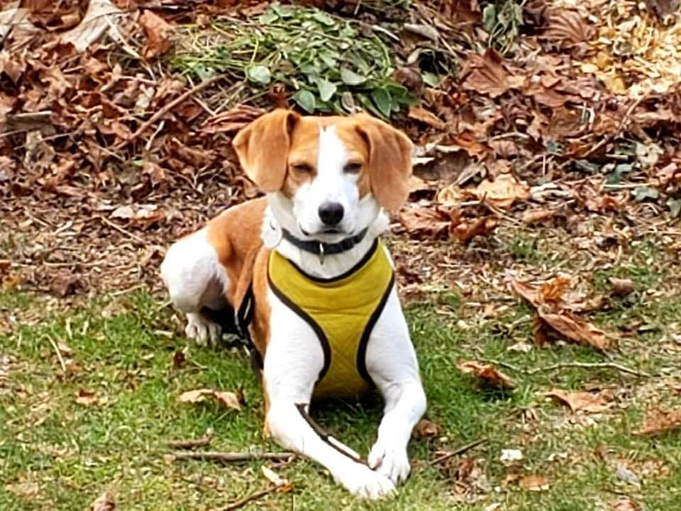 Leon is safe at home after a cold night missing in Greenport.