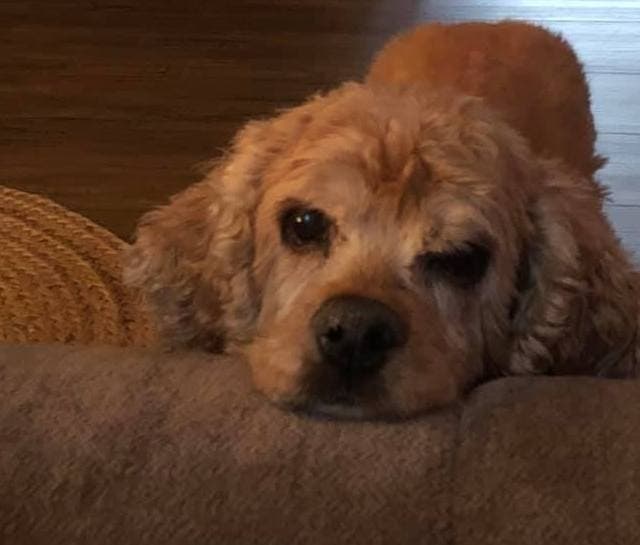 North Fork kindness brought a missing dog back safely to her family Monday.