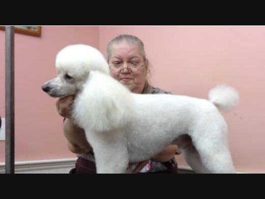 The owner of The Posh Poodle Spa in Center Moriches is on a respirator battling the coronavirus, her family says.