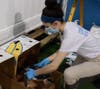 After 81 days in Atlantic Marine Conservation Society's critical care facility, 11 critically endangered Kemp's ridley sea turtles are going home. 