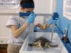 In December, AMSEAS admitted 20 cold-stunned Kemp’s ridley sea turtles to triage in their Westhampton Beach critical care facility.