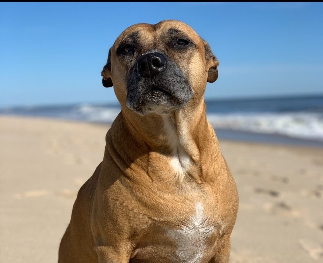 Have you seen Miley, who went missing in Montauk Monday?