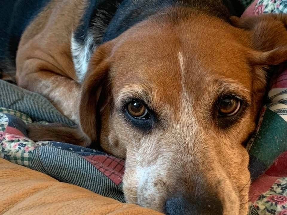 Shelter dogs may soon be getting new kiddie pools to cool off in the summer heat.