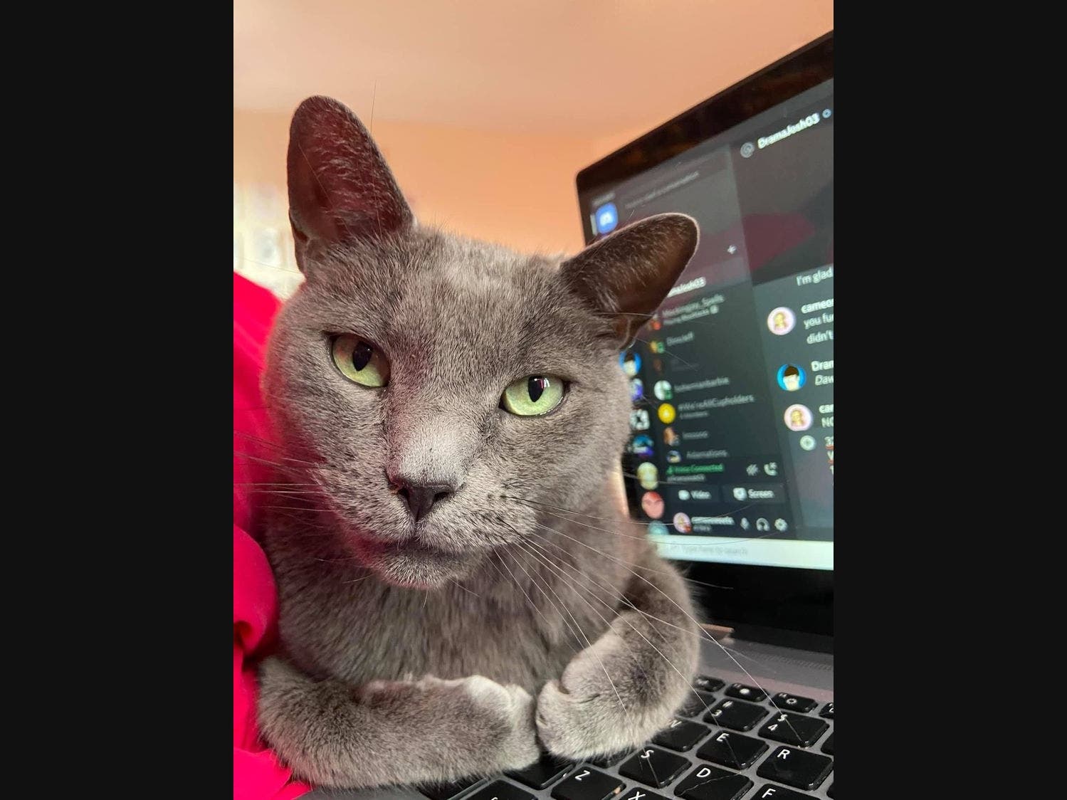 Chico went missing in Mattituck Friday night.