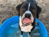 The pools will be delivered to animal shelters across Long Island and upstate.