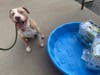 Happy pups are already joining the splash pools donated by a caring shelter volunteer.