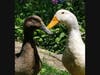 The two ducks are now safe and cared for after a rescue last weekend.