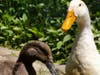 Two domesticated ducks were abandoned at Kaler's Pond in Center Moriches.