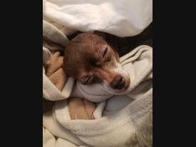 The dog was found early Monday morning in Greenport, according to Gabrielle Stroup of the North Fork Animal Welfare League.