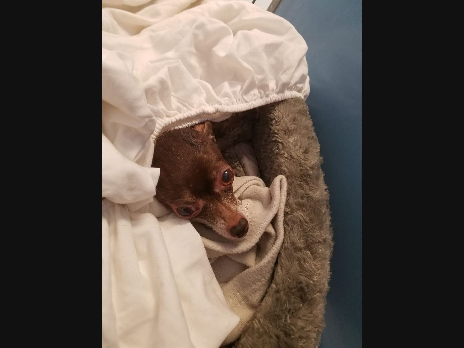 A senior dog found tied up to a mile marker will have a new home with the police officer who saved her.