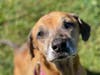 Sunshine is one of 11 neglected, starving dogs rescued from Georgia and now on the North Fork looking for forever homes.