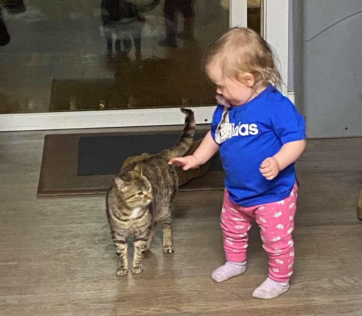 Megan Fitzgerald said she, her husband, and four children were devastated when a feral cat they'd worked to bring inside was given away to another family by mistake.