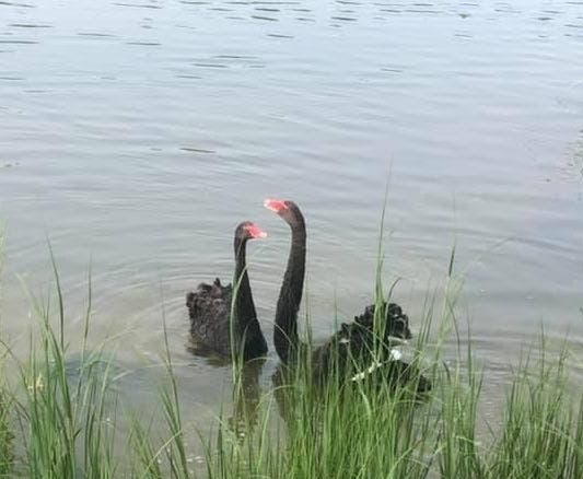 The black swans have been seen in Southold creeks in recent days.