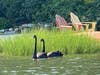 Rare black swans in Southold.