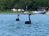 Rare black swans on Goose Creek in Southold.