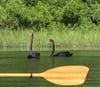 Kayakers helped guide the swans to safety.