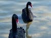 The "Goose Creek Rescue Crew," a group of caring neighbors, sprang into action to save the black swans in Southold.