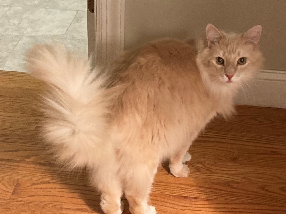 "A minute of time could save this loved pet," said Lois Beekman, who is searching frantically for her cat whisper.