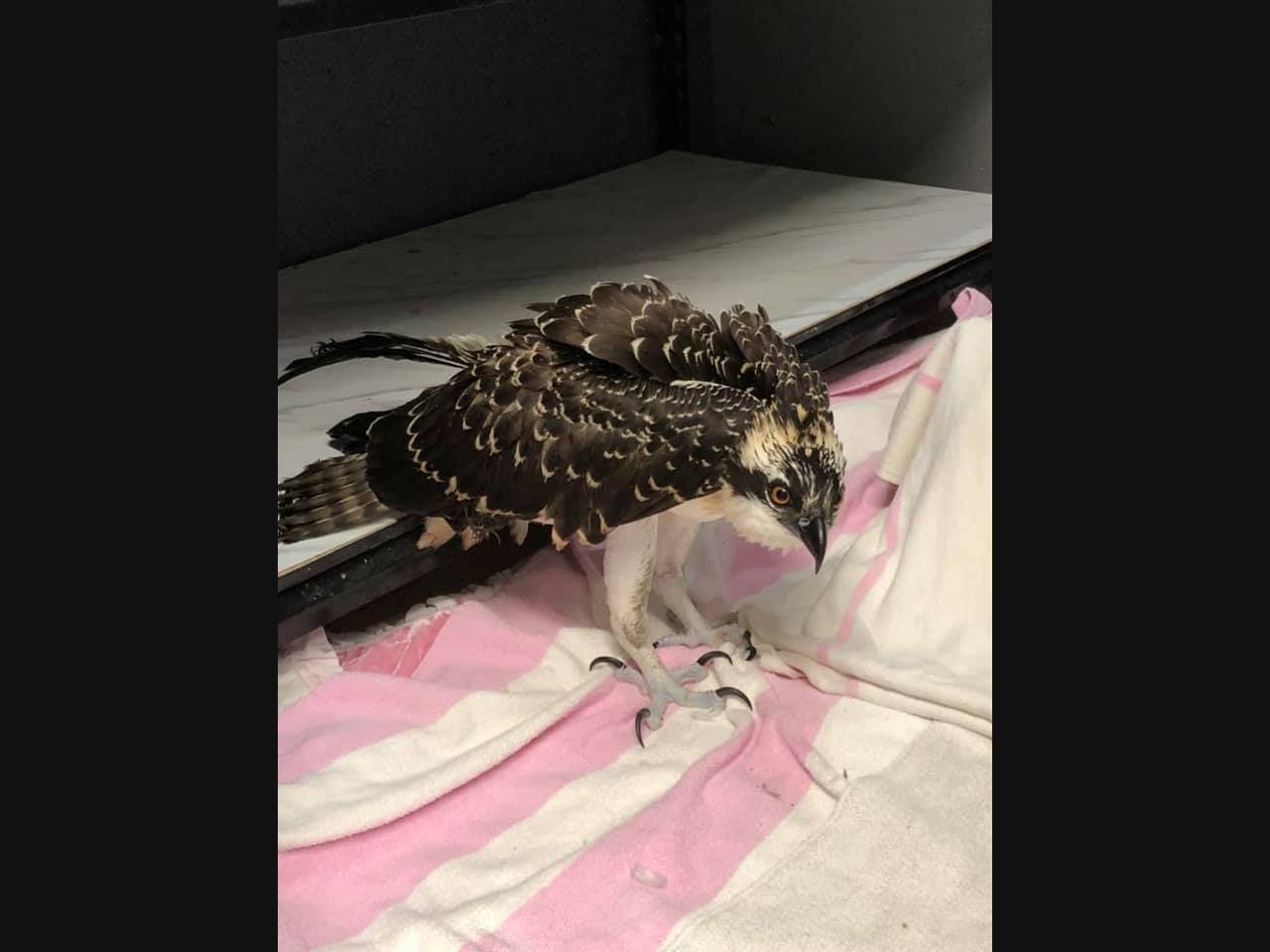 The rescued osprey has an injured wing, staffers said.