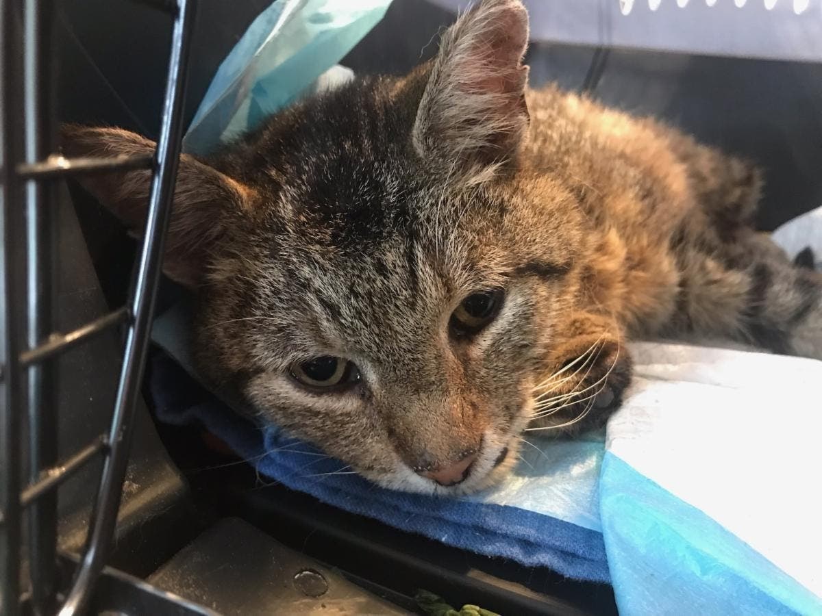 Help is needed for a cat found with a broken leg and a bullet lodged in her hip.