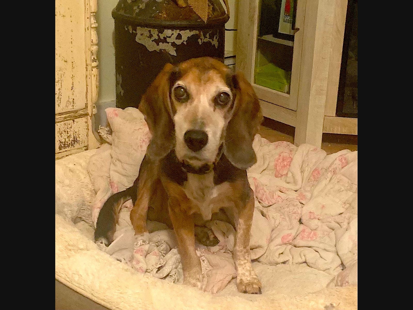 Here are tips on how to protect your pets in the event of a hurricane.