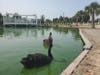 The two rare black Australian swans were rescued by a group of neighbors in Southold in July.