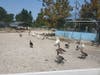 Dozens of other geese and chickens were also saved.