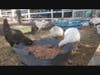 The rescued creatures were brought safely to North Carolina this weekend.