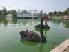 Two rare black Australian swans rescued in Southold have begun their new chapter safely in a North Carolina sanctuary.