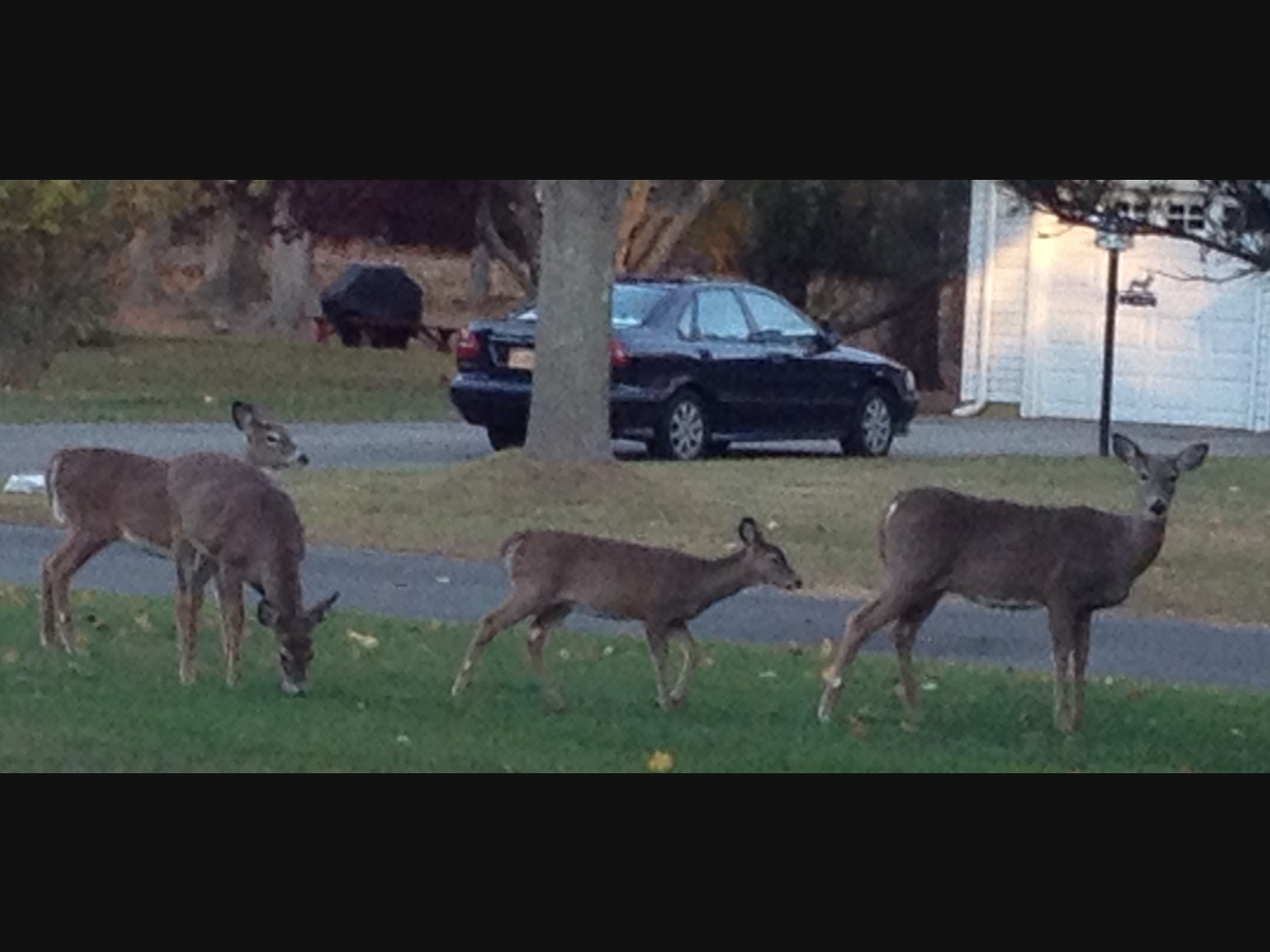 Deer are dying in Suffolk County of epizootic hemorrhagic disease, the DEC said.