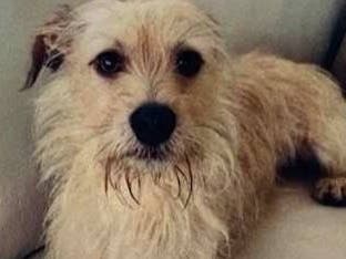 Chef, a dog lost in Greenport, has been reunited with his owner.