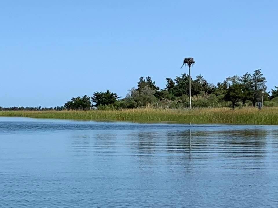 A population increase has been recorded for the once endangered species, the Group for the East End said.