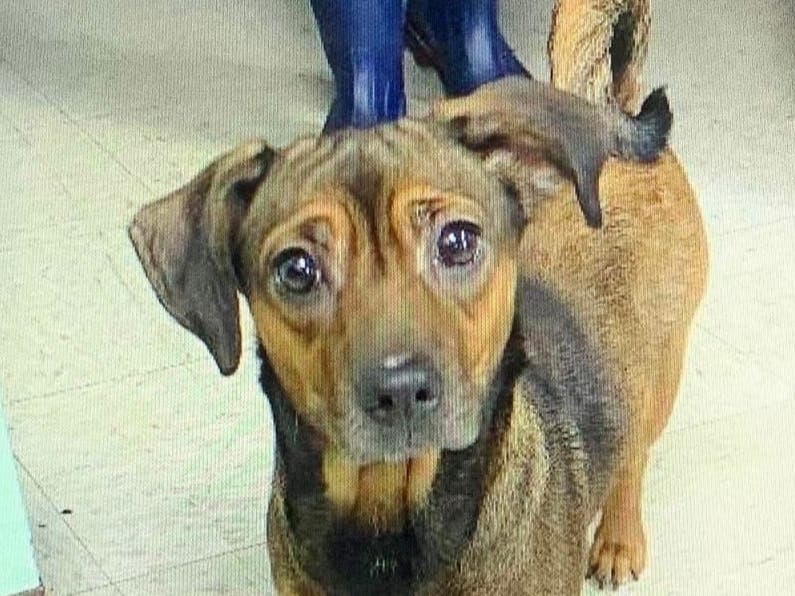 The largest-ever transport of homeless pets is heading to the North Fork this weekend.