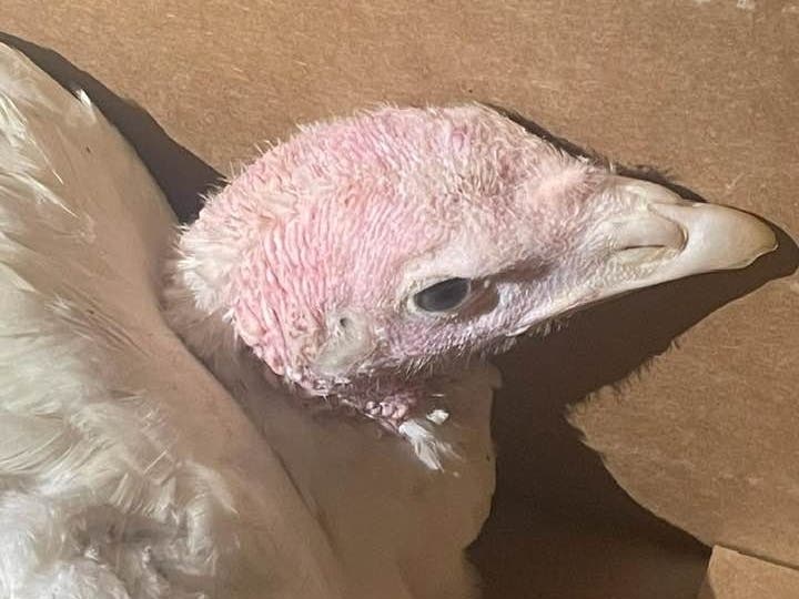 The turkey was brought to Riverhead this week for rehabilitation and will eventually be sent to a sanctuary, animal rights activists said.