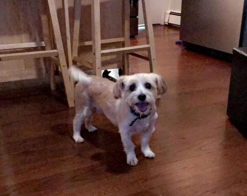 Jax, a 6-year-old Bichon-Yorkie, is missing in Greenport.