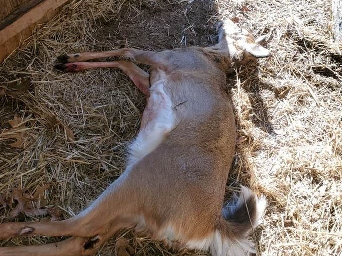 Staffers at the Evelyn Alexander Wildlife Rescue Center said the hunter's shells left holes, damage at the facility and could have hurt someone walking on the nearby nature trail.