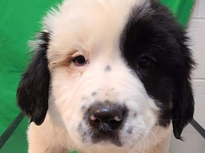 Can you give this pooch a place to call home?