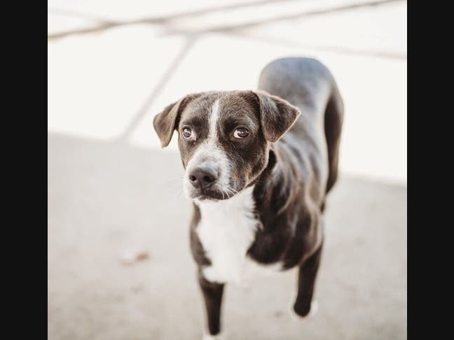 A foster dog has gone missing in Mattituck and the woman who was caring for him is frantic.