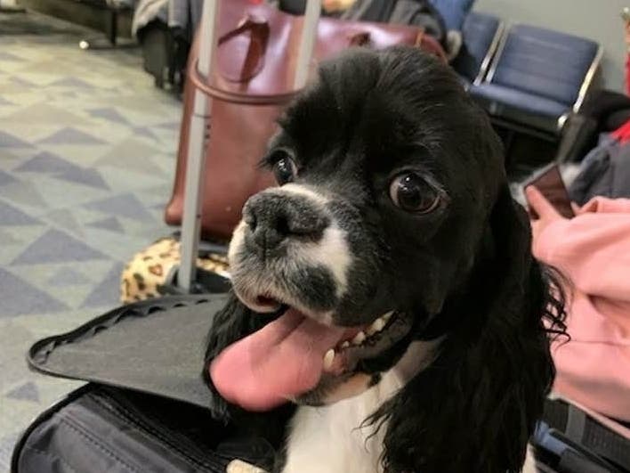 Have you seen Shucker?