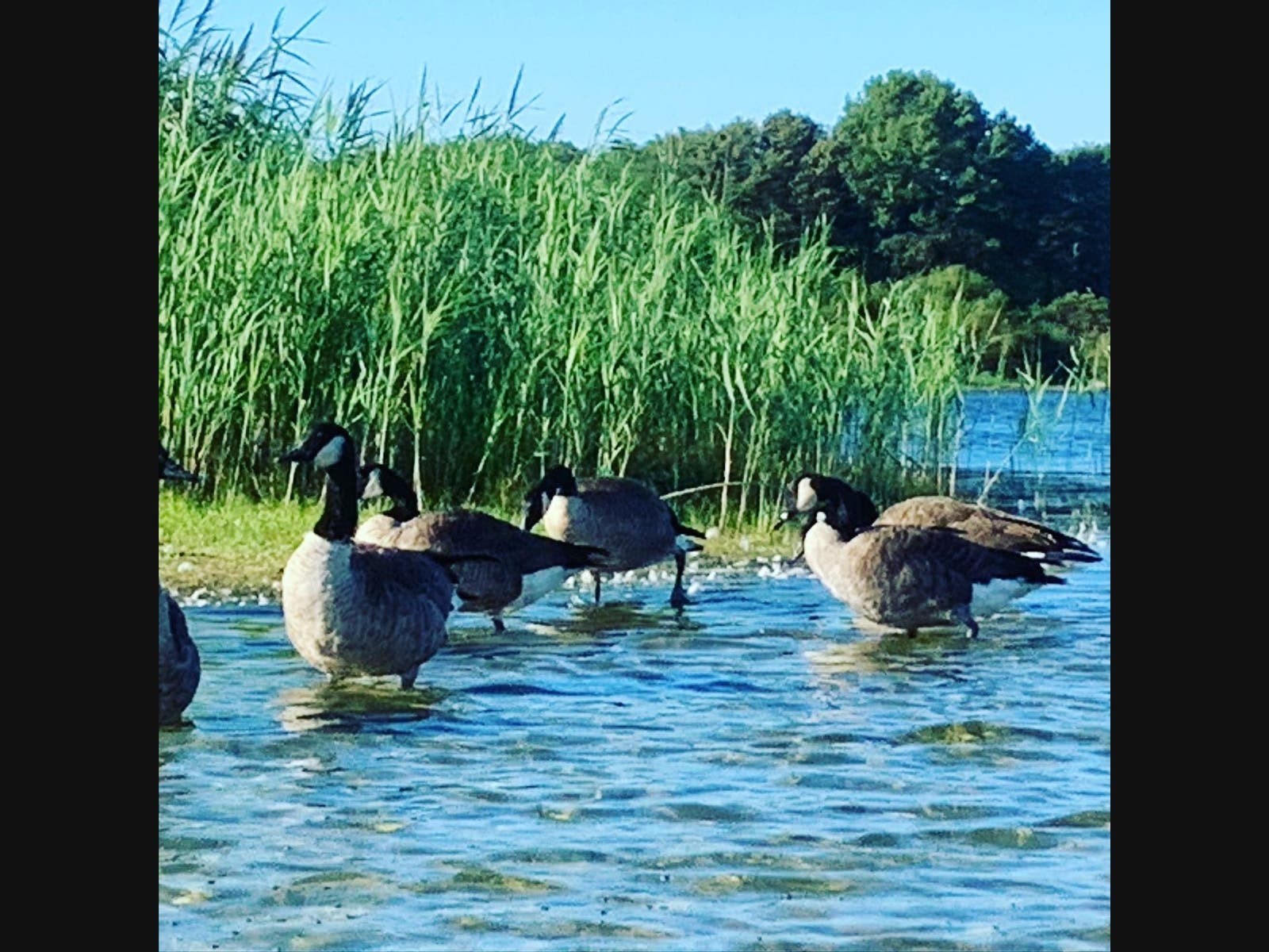 Suffolk County Legislator Al Krupski would like to see the East End geese hunting season  extended a month longer on each side of the designated period.