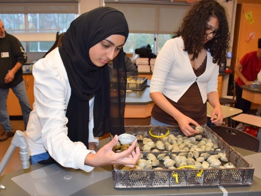 Last fall, Hampton Bays High School students attached 8,000 seeds to 100 clams.