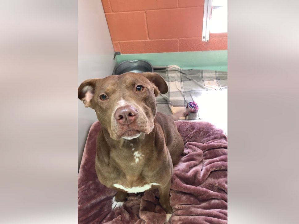 Justice, despite being thrown away into a dumpster, is a happy dog just looking for his second chance and forever family.