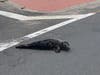 The seal was rescued after someone called to report spotting it at the traffic circle, police said.