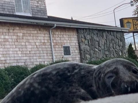 The seal was rescued from near the traffic circle Sunday, police said.