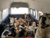The dogs' lives were threatened by a drug cartel, rescuers said.