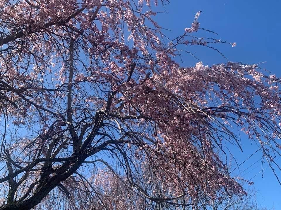 The beautiful flowering trees in Greenport will be on view during the upcoming Cherry Blossom Petal Tour and 5K.