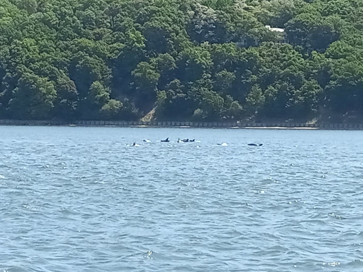 The dolphins were seen in Peconic Bay Tuesday, onlookers said.
